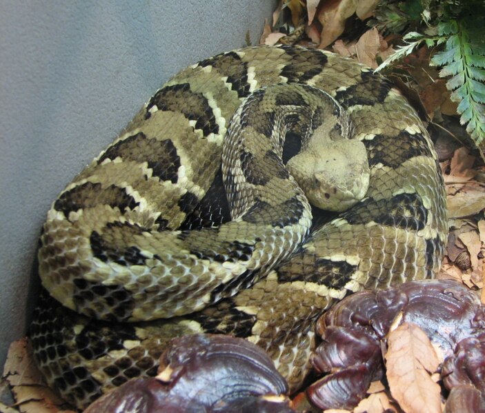 File:Timber Rattlesnake 001.jpg