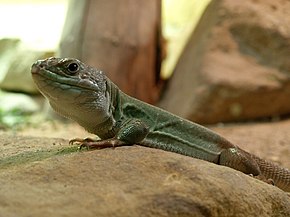 Resmin açıklaması Timon pater tangitanus-Prague ZOO.jpg.