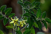 Fleurs de tomate groseille jaune.jpg