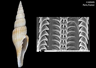 <i>Tosapusia evelyniana</i> Species of gastropod