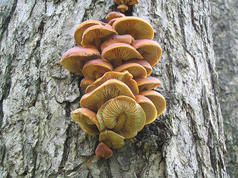 File:Tree Clump1mushrooms.jpg