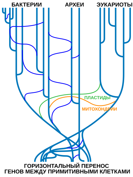 File:Tree Of Life (with horizontal gene transfer)-ru.svg