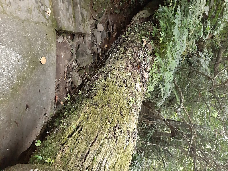 File:Tree Trunk (2).jpg