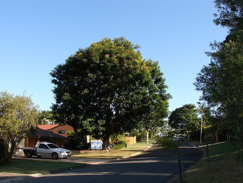 File:Tree is sold... and the house as a bonus -) (3533770320).jpg