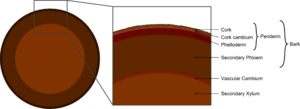 Tree secondary components diagram.png