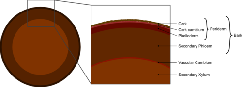 Tree cross section diagram Tree secondary components diagram.png