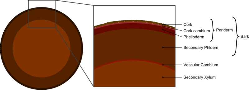 File:Tree secondary components diagram.png