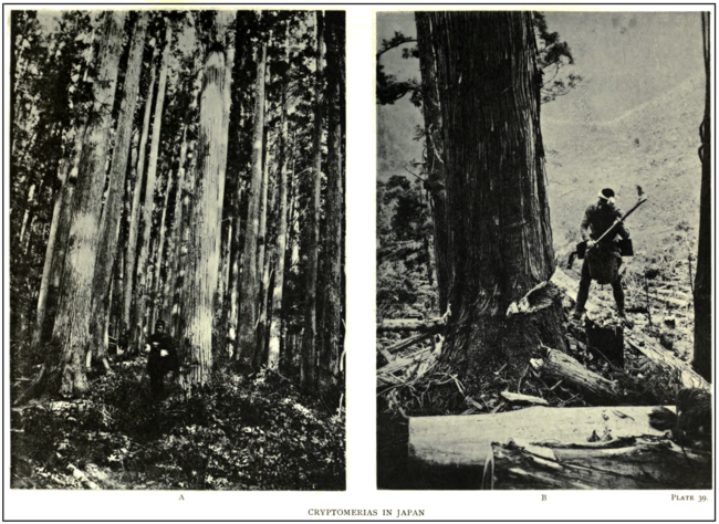 Plate 39: Cryptomerias in Japan