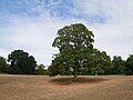 Trees in Shenstone Park in Crayford.