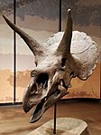 Triceratops horridus skull, Tellus Science Museum 2.jpg