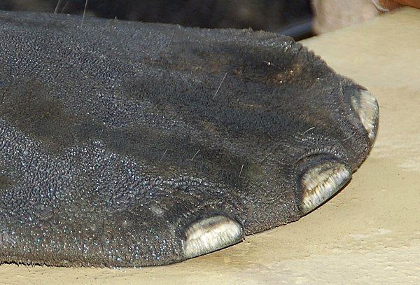 The foot of a manatee. Manatees are believed to share common ancestry with elephants.