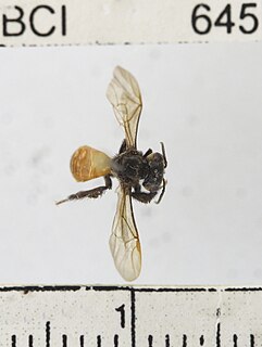 <i>Trigona fulviventris</i> Species of bee