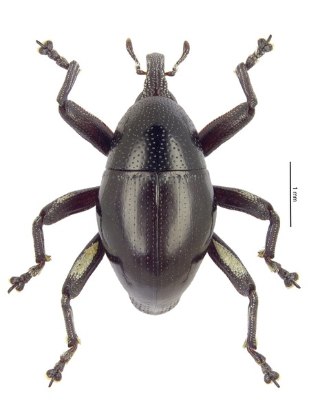 File:Trigonopterus aequalis (Pascoe), lectotype.tif