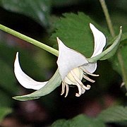 Trillium flexipes flower detail.jpg