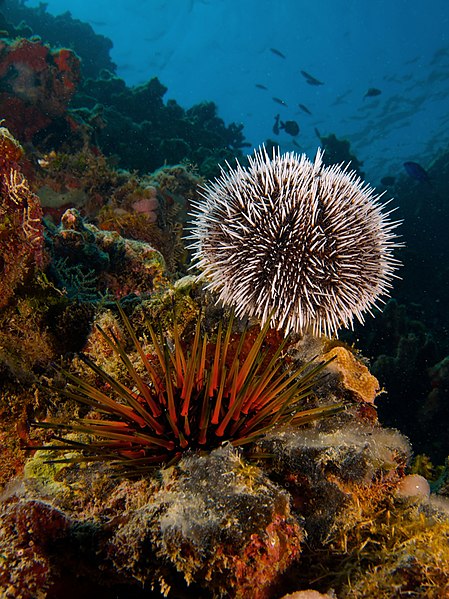 File:Tripneustes ventricosus (West Indian Sea Egg-top) and Echinometra viridis (Reef Urchin - bottom).jpg