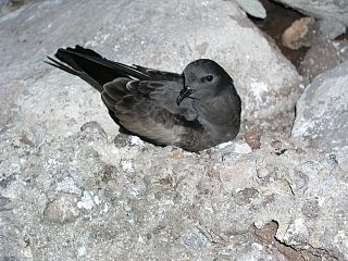 <span class="mw-page-title-main">Tristram's storm petrel</span> Species of bird