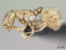 Муравей Tropidomyrmex elianae