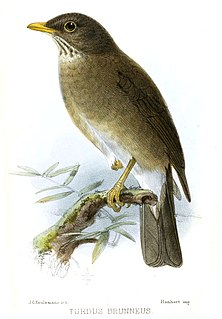 <span class="mw-page-title-main">Lawrence's thrush</span> Species of bird