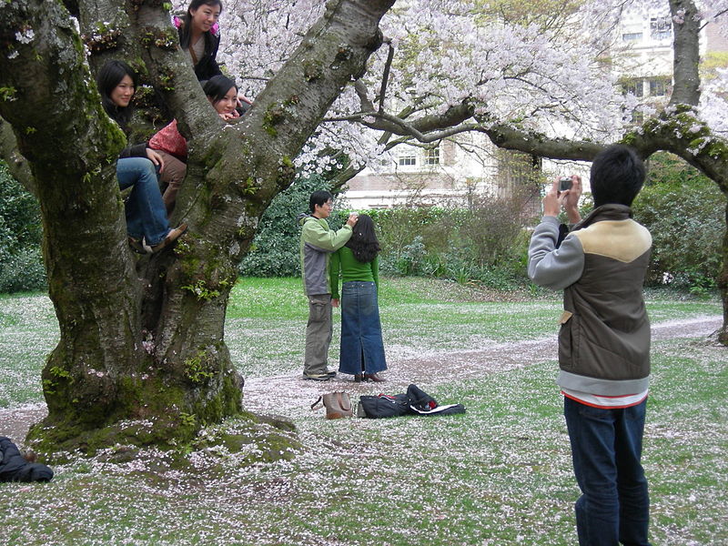 File:U Wash Quad cherry blossoms 11.jpg