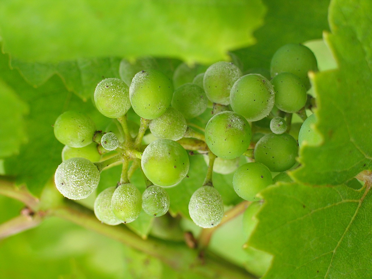 симптомы мучнистой росы на винограде