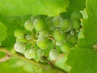 Powdery mildew of grape UncinulaNecatorOnGrapes.jpg