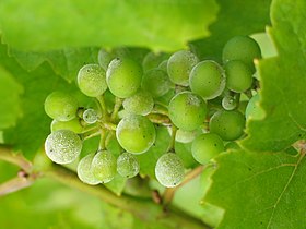 Bagos de uva afectados pelo anamorfo do U. necator.