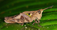 Unknown grasshopper (14525740142).jpg