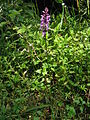 Unknown orchid-Retezat2.jpg