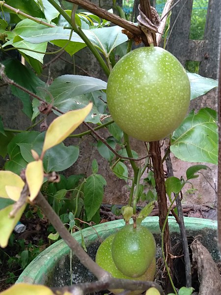File:Unripe passion fruit.jpg