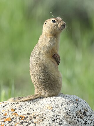 Richardson's ground squirrel in Grasslands National Park, Saskatchewan