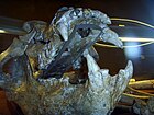 גולגולת דוב נכחד שנמצאה גם היא במערת אראגו