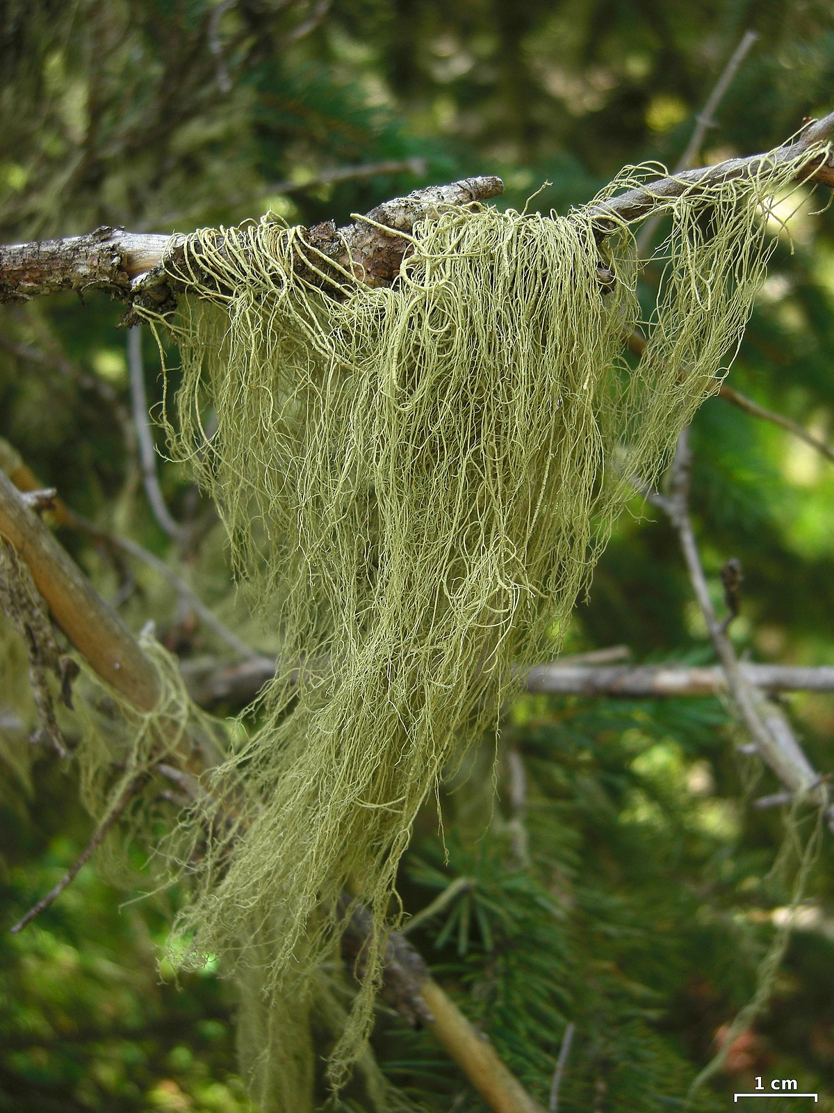 Spanish moss - Wikipedia