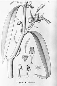 plate 32 Vanilla chamissonis