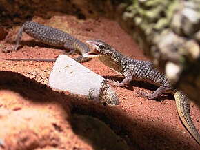 Varanus storri012.jpg görüntüsünün açıklaması.