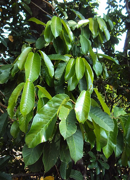 File:Vateria indica 51.JPG