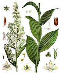 Veratrum lobelianum - Köhler–s Medizinal-Pflanzen-279.jpg