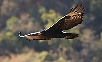 Verreaux's Eagle (Black Eagle), Aquila verreauxii, at Walter Sisulu National Botanical Garden, Gauteng, South Africa (29412508686).jpg