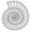 Very ridged ammonite shell.svg