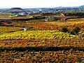 Vinhas em Briñas, La Rioja