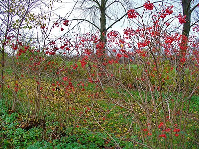 Viburnum opulus Infrutescences