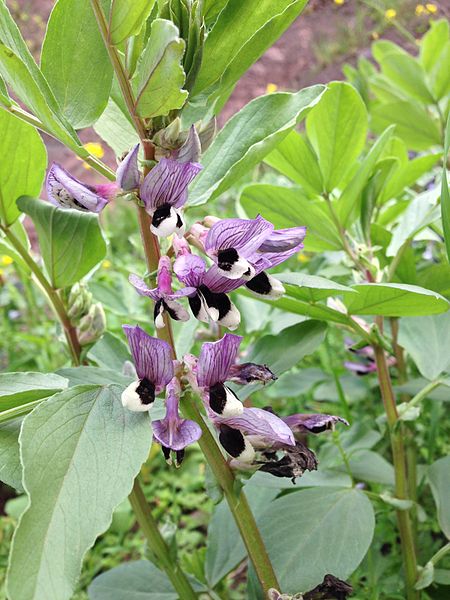 File:Vicia faba.jpg