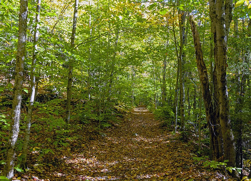 File:View east along Diamond Notch Trail, Spruceton, NY.jpg