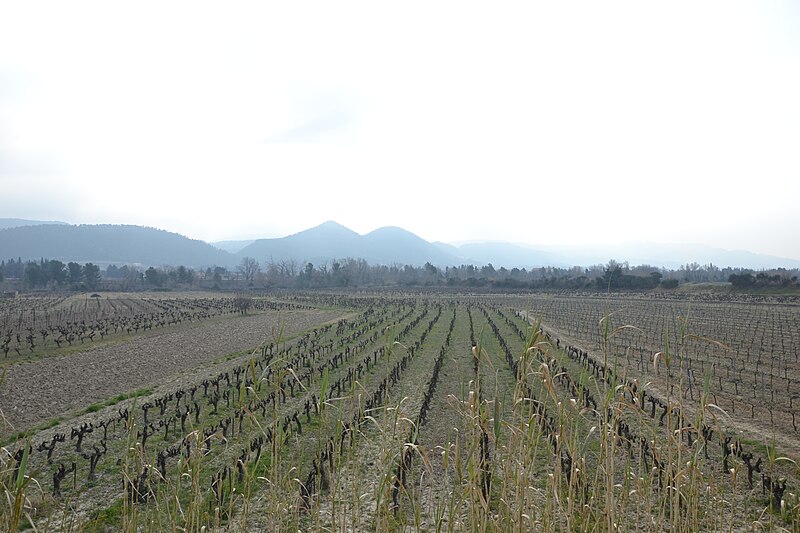 File:Vignes à Rasteau.JPG