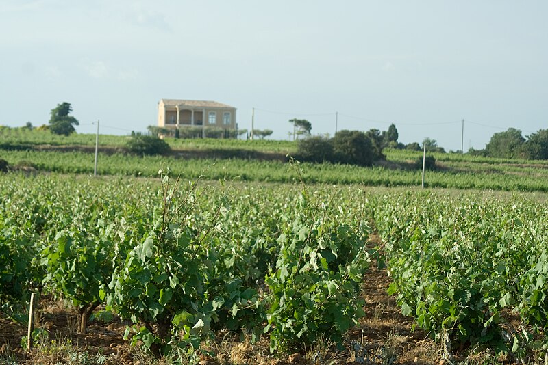 File:Vineyard in Chateauneuf du Pape.jpg