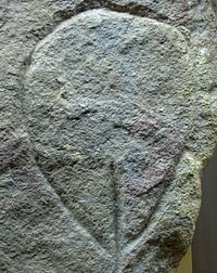 Eine prähistorische Petroglyphe einer Vulva