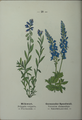 Veronica chamaedrys plate 28 in: Wayside and woodland blossoms, 1895