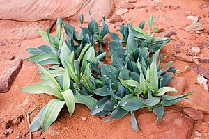 Wadi Rum Desert Plant.jpg