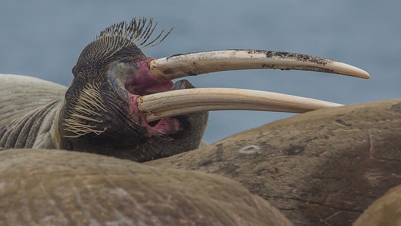 File:Walrus (Odobenus rosmarus) resting in a crowd on Wahlbergøya, Svalbard (3).jpg