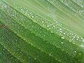 Water droplet on banana leaf.jpg