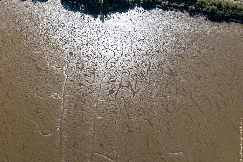 File:Wattflächen des Mühlenberger Lochs an der Elbe bei Hamburg (52084705964).jpg